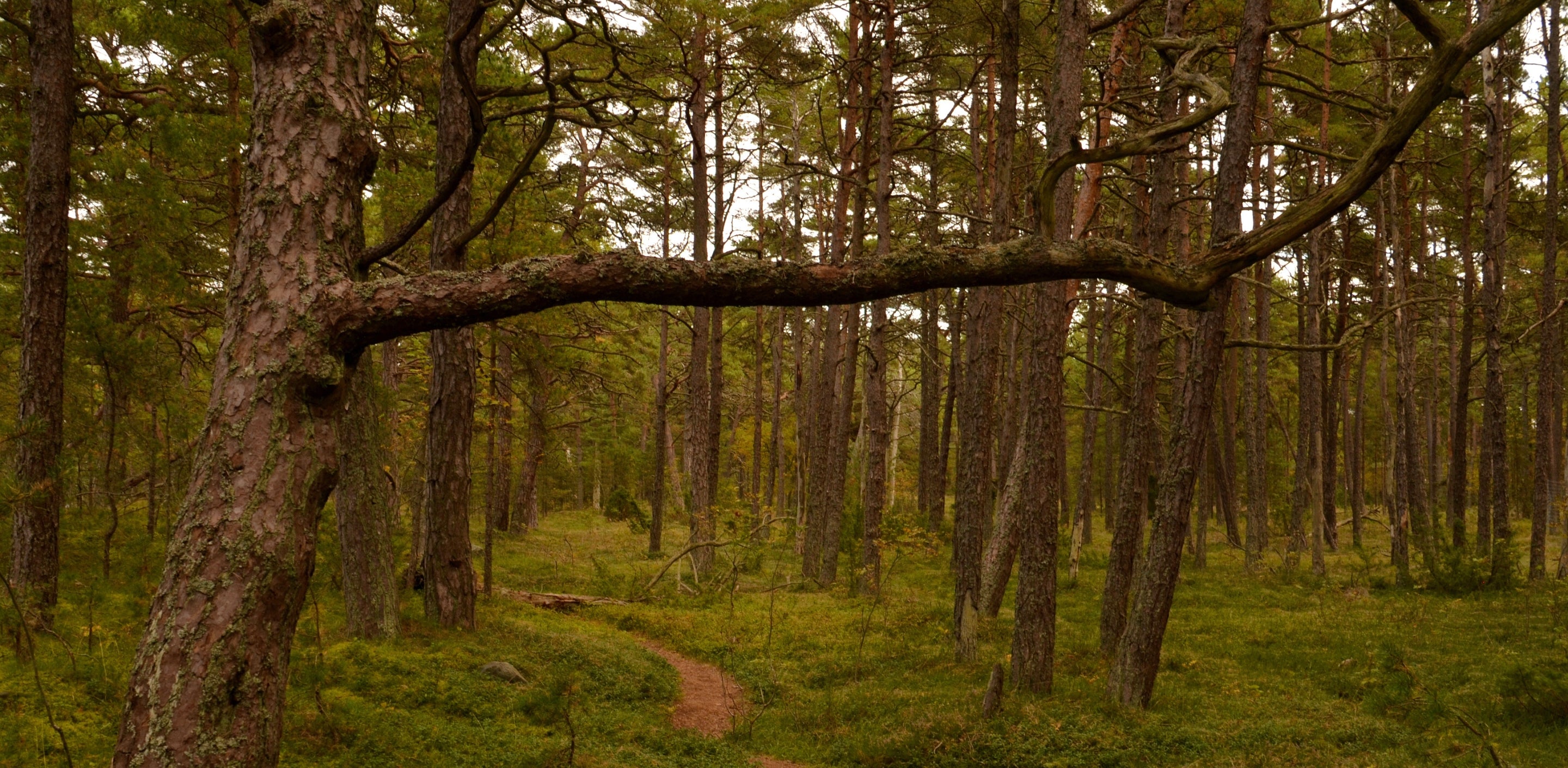 Usein Kysytyt Kysymykset | Helokiuas.fi